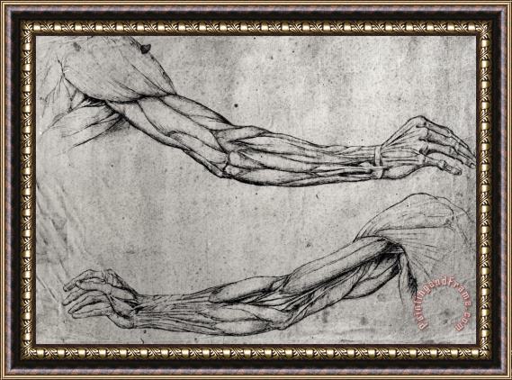 Leonardo da Vinci Study Of Arms Framed Print