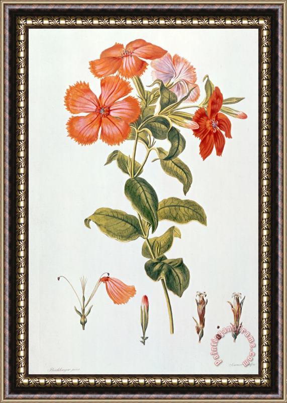 Leopold Trattinick Lychnis coronaria Framed Painting