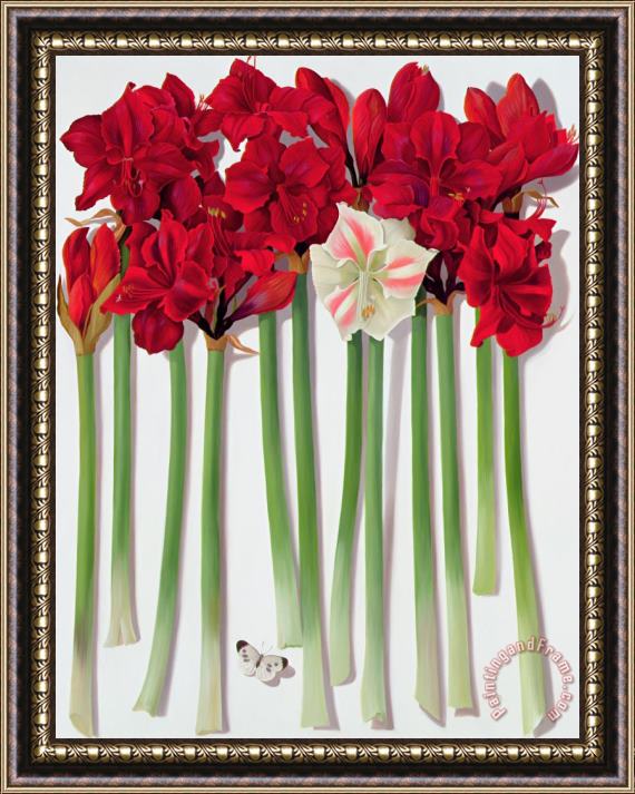 Lizzie Riches Red Amaryllis With Butterfly Framed Print