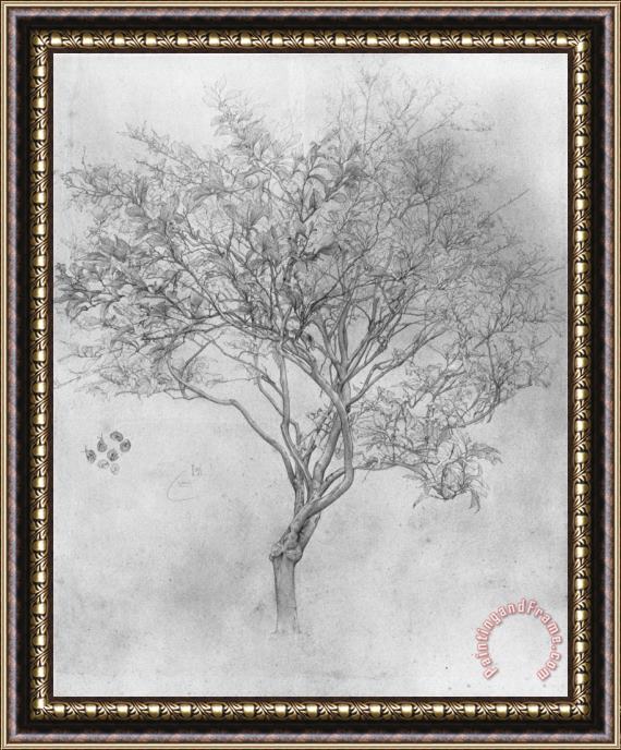 Lord Frederick Leighton Study of a Lemon Tree Framed Print
