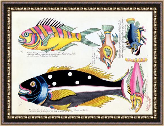 Louis Renard Fish Framed Print