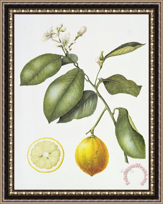 Margaret Ann Eden Citrus Bergamot Framed Print