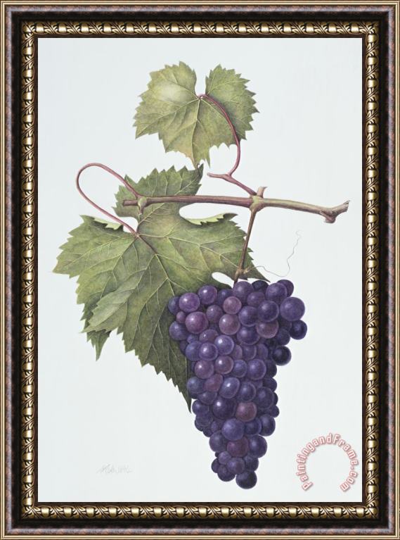 Margaret Ann Eden Grapes Framed Painting