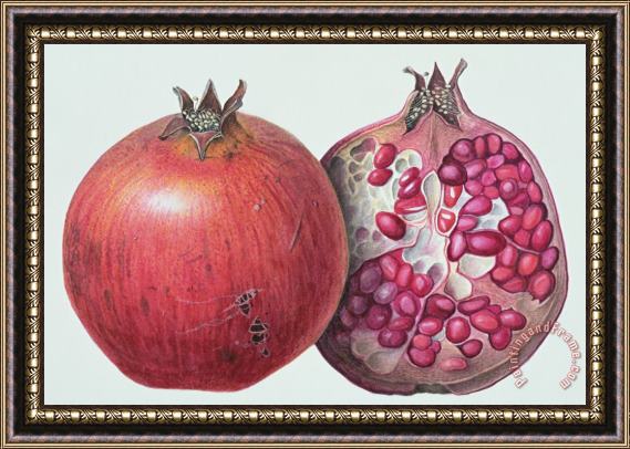 Margaret Ann Eden Pomegranate Framed Painting