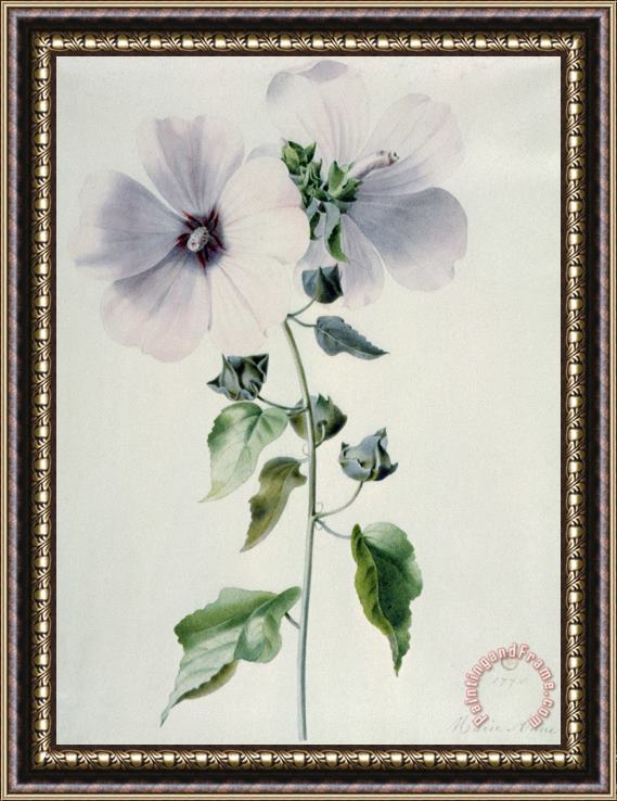 Marie-Anne Musk Mallow Framed Painting