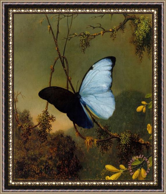 Martin Johnson Heade Blue Morpho Butterfly Framed Print