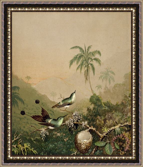 Martin Johnson Heade Brazilian Hummingbirds II Framed Print