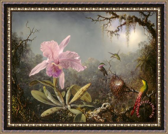 Martin Johnson Heade Cattelya Orchid And Three Brazilian Hummingbirds Framed Painting