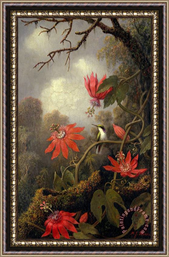 Martin Johnson Heade Hummingbird And Passionflowers Framed Painting