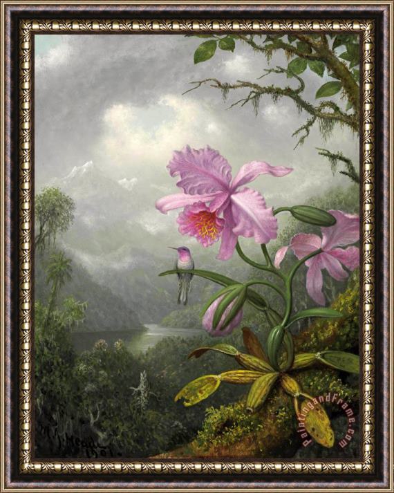 Martin Johnson Heade Hummingbird Perched on The Orchid Plant Framed Print