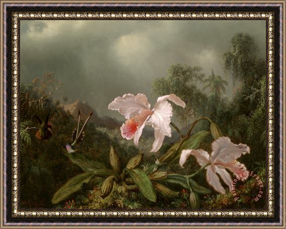 Martin Johnson Heade Jungle Orchids And Hummingbirds Framed Print