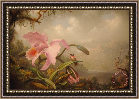 Martin Johnson Heade Orchid And Hummingbird Framed Print