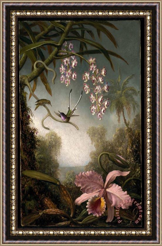 Martin Johnson Heade Orchids And Spray Orchids with Hummingbird Framed Painting