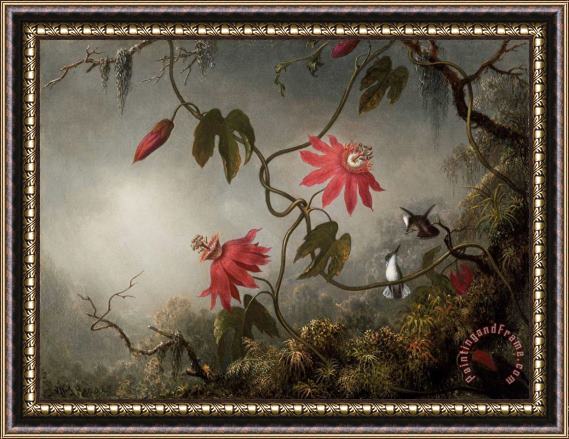 Martin Johnson Heade Passion Flowers And Hummingbirds Framed Print