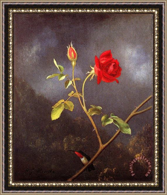 Martin Johnson Heade Red Rose with Ruby Throat Framed Painting