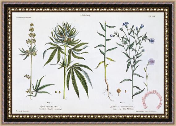 Matthias Trentsensky Cannabis And Flax Framed Painting