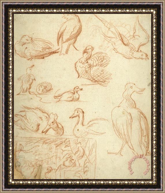 Melchior de Hondecoeter Schetsen Van Een Compositie En Verschillende Vogels Framed Painting