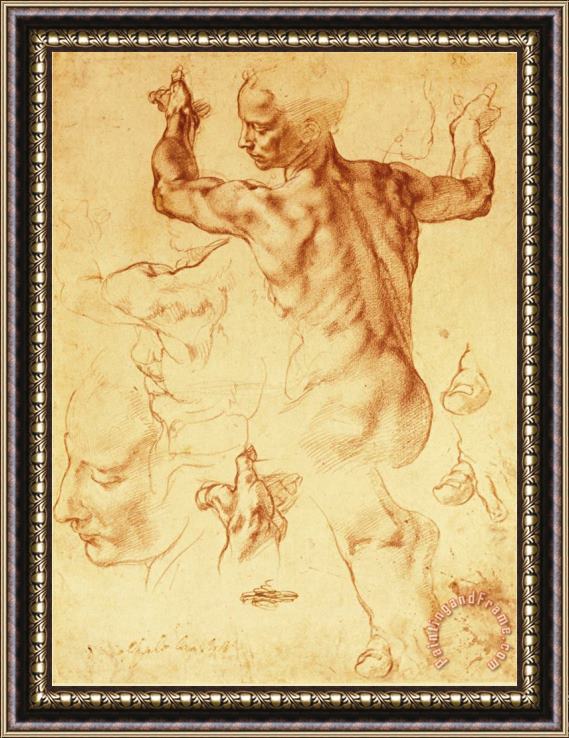 Michelangelo Buonarroti Anatomy Sketches Libyan Sibyl Framed Print