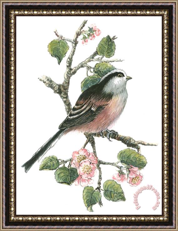 Nell Hill Long Tailed Tit And Cherry Blossom Framed Print