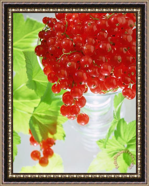 Norman Hollands Redcurrants And Leaves Framed Painting
