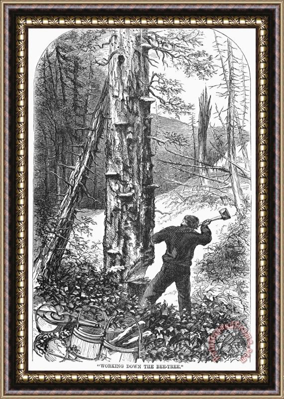 Others Adirondacks: Bee Hunting Framed Painting
