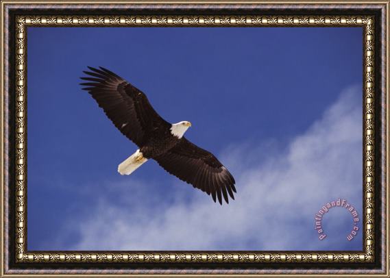 Others Alaska. Bald Eagle Flying Framed Painting