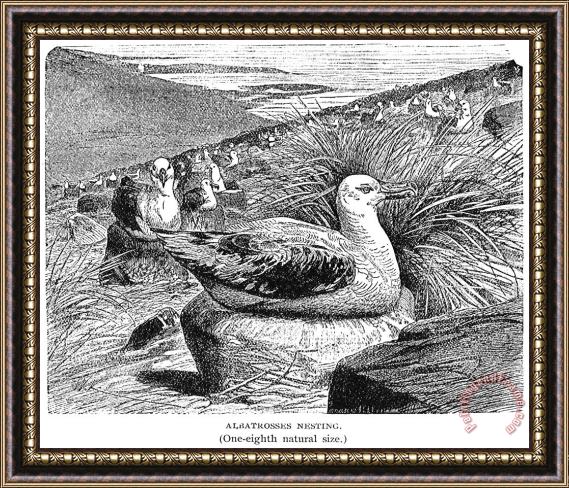 Others Albatross Framed Painting