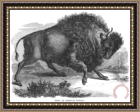 Others American Buffalo Framed Painting