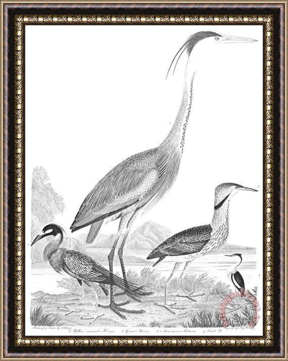 Others American Ornithology Framed Painting