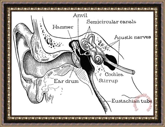 Others Anatomy: Ear Canal Framed Painting