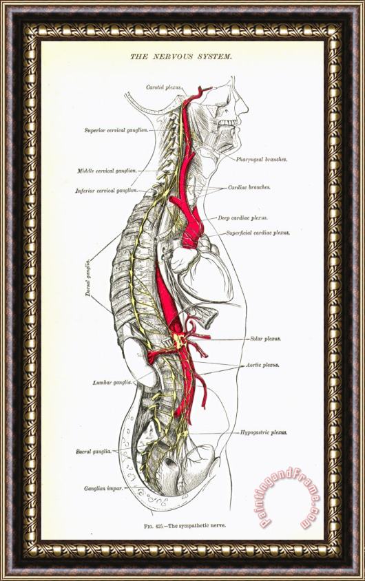 Others Anatomy: Nervous System Framed Painting