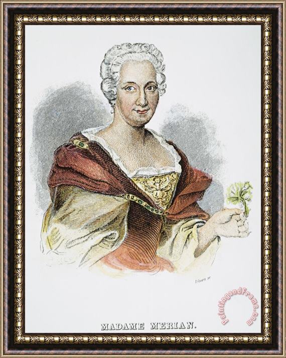 Others Anna Maria Sibylla Merian Framed Painting