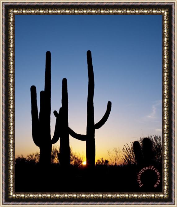 Others Arizona: Cacti, 2008 Framed Painting