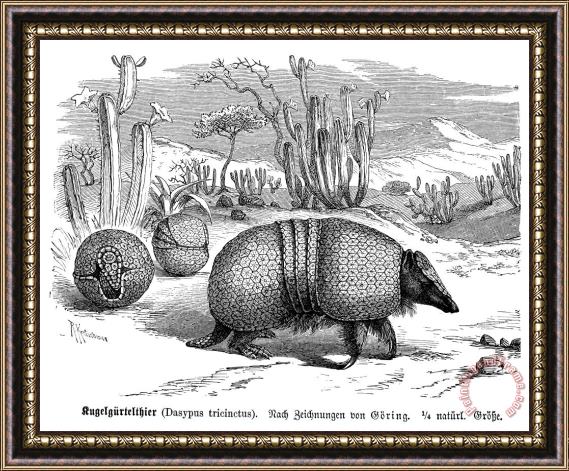 Others ARMADILLO, 19th CENTURY Framed Print
