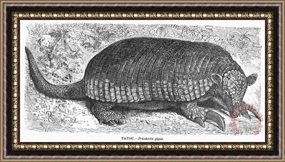 Others Armadillo Framed Print