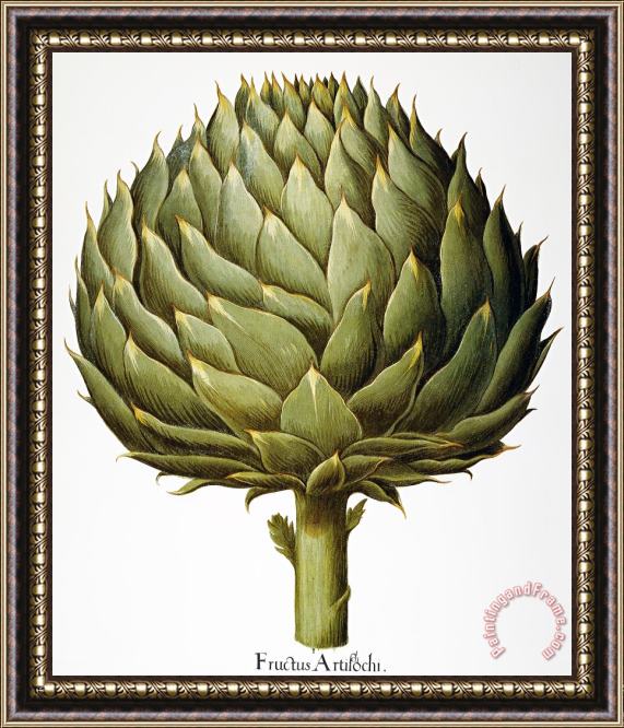 Others Artichoke, 1613 Framed Painting