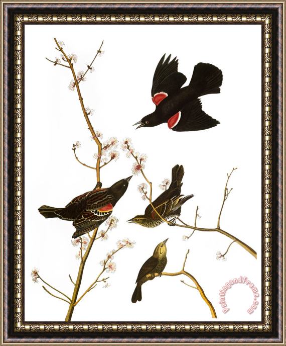 Others Audubon: Blackbird, (1827) Framed Print