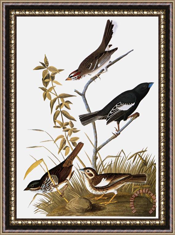 Others Audubon: Bunting Framed Painting