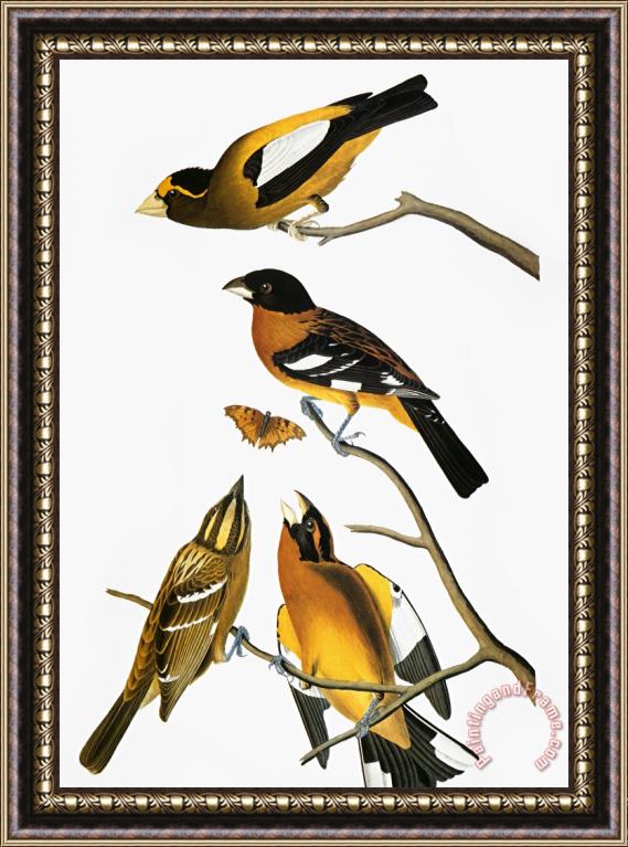 Others Audubon: Grosbeak Framed Print