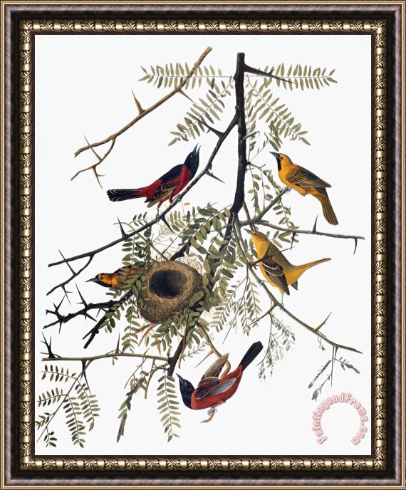 Others Audubon: Oriole Framed Print