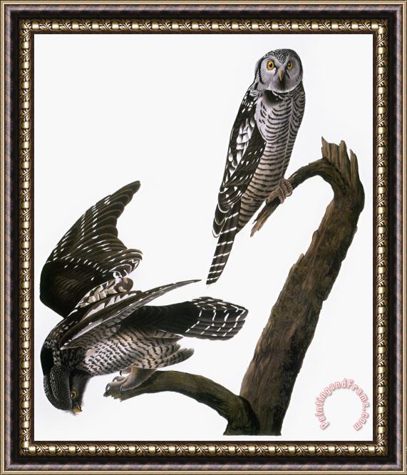 Others Audubon: Owl Framed Print