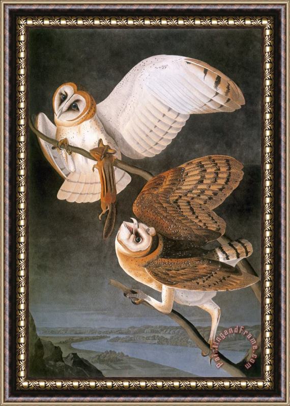Others Audubon: Owl Framed Painting