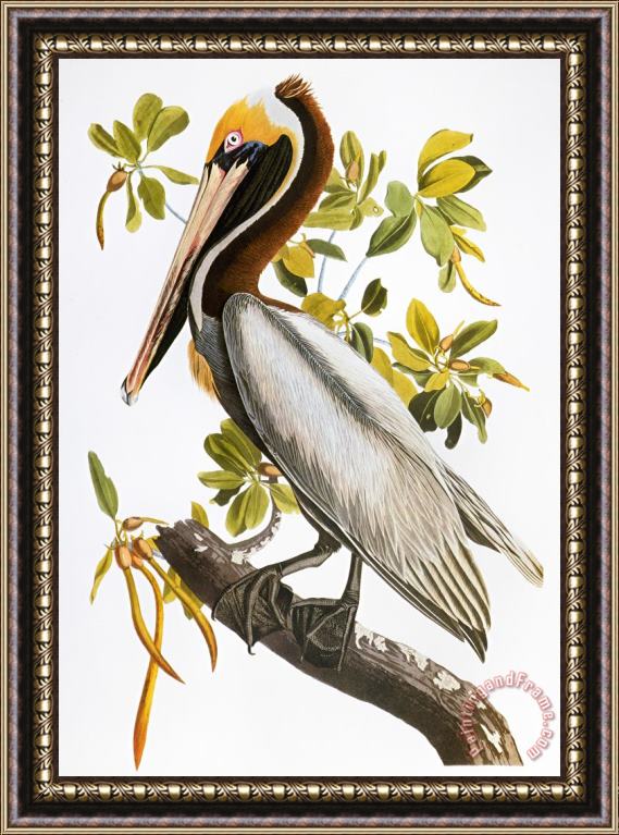 Others Audubon: Pelican Framed Painting