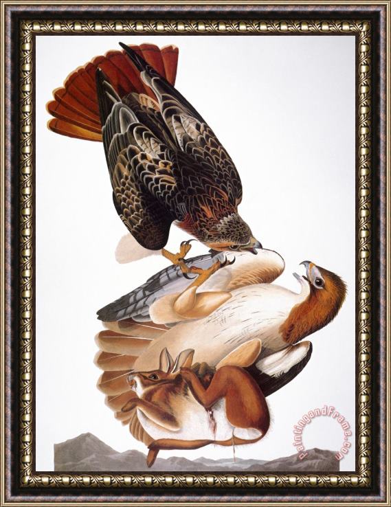 Others Audubon: Red-tailed Hawk Framed Print