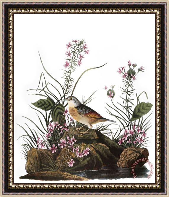 Others Audubon: Sparrow, (1827-38) Framed Print