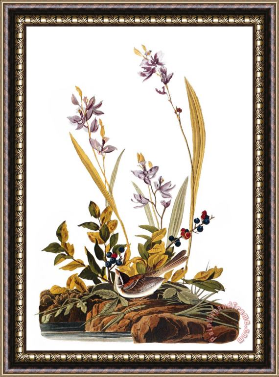Others Audubon: Sparrow, 1827-38 Framed Print