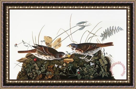 Others Audubon: Sparrow Framed Painting