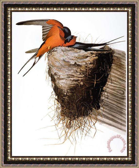 Others Audubon: Swallow Framed Print