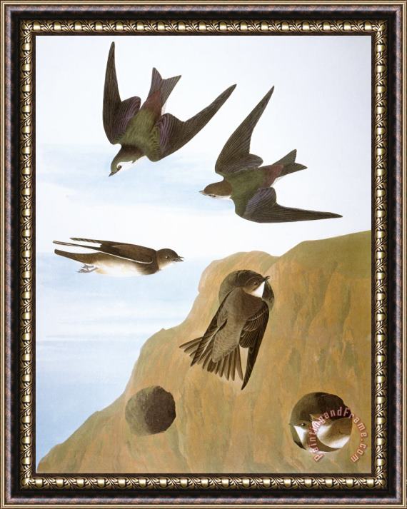 Others Audubon: Swallows, 1827-38 Framed Print