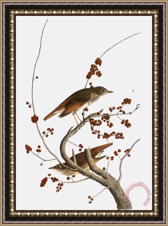 Others Audubon: Thrush Framed Painting